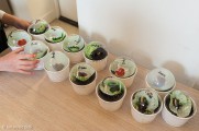 12 plant en plastic mee naar huis